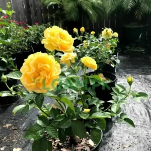 Yellow Rose Gulab