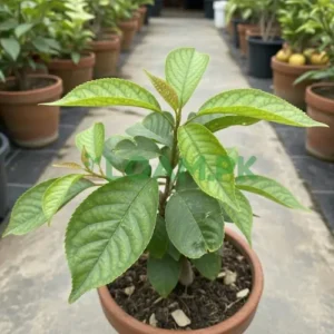 Cherry Plant
