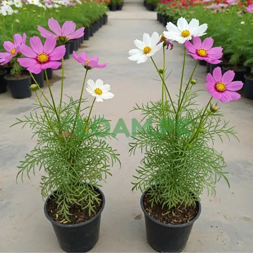 Cosmos Flower Plant
