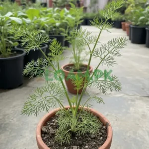 Fennel Plant
