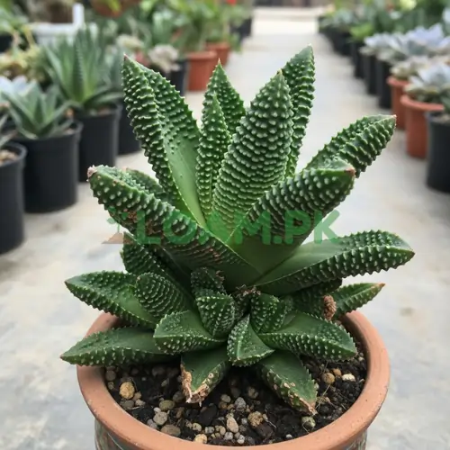 HAWORTHIOPSIS LIMIFOLIA