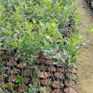 Kala Kulu Apple