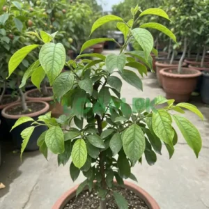Plum Tree