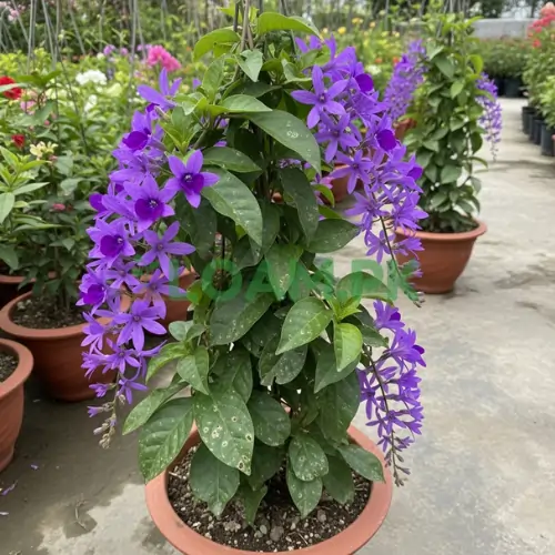 Purple Wreath Sweet Petunia