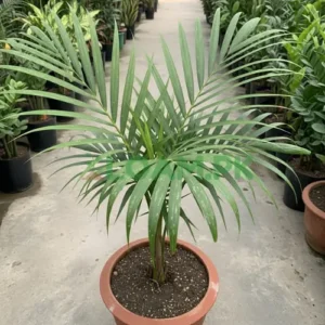 RAVINIA PALM