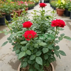 Red Rose Gulab