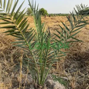 SINDH DATE TREES