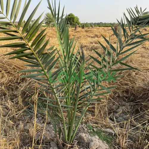 SINDH DATE TREES