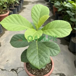 Sagwan Plant
