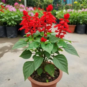 SALVIA SPLENDENS