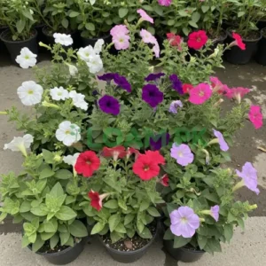 Petunia