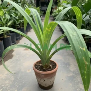 PANDANUS