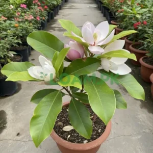 Magnolia Plant