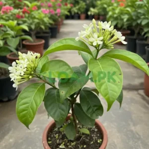 Day King Plant