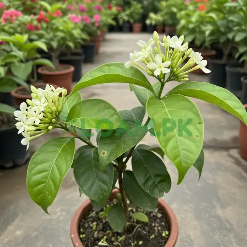 Day King Plant